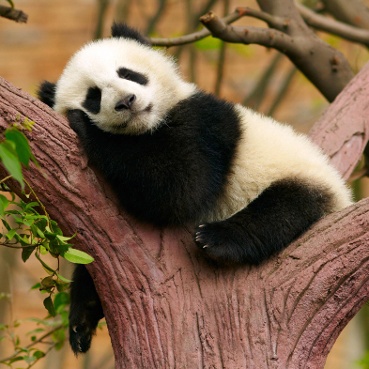 panda的头像