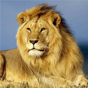 狮子丶的头像